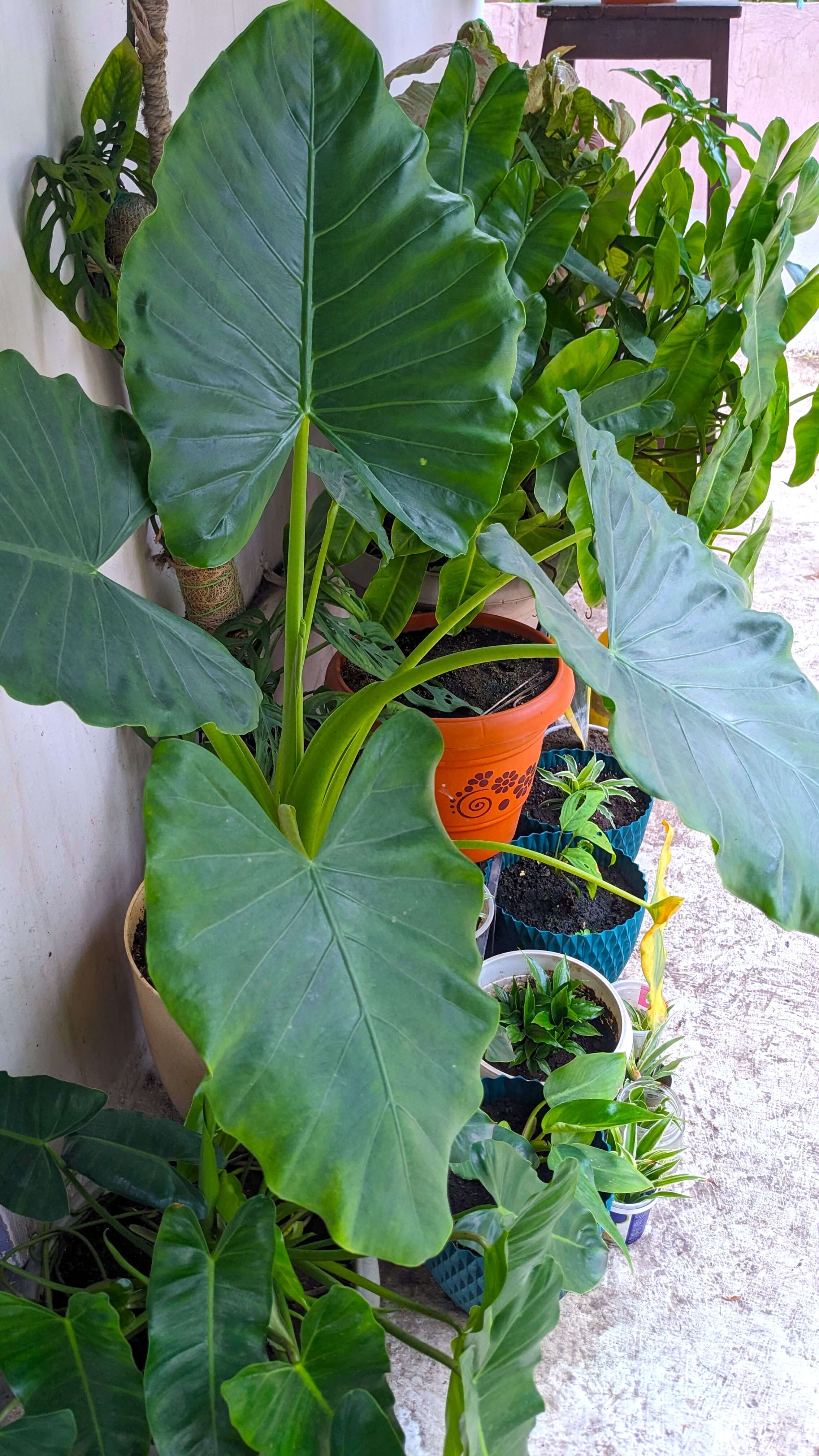 The collection of plants at home